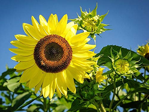 "Lemon Queen" Sunflower Seeds for Planting, 50+ Flower Seeds Per Packet, (Isla's Garden Seeds), Non GMO Seeds, Scientific Name: Helianthus annus, Great Home Garden Gift