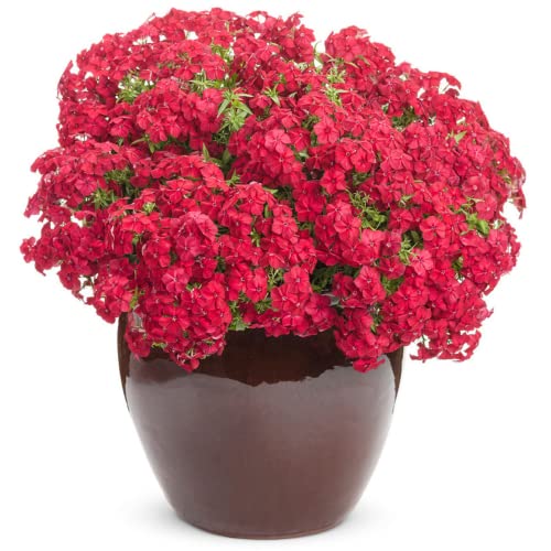 CHUXAY GARDEN Red Phlox Drummondii,Annual Phlox,Drummond's Phlox 800 Seeds Fragrant Flowering Plant Heat-Tolerant Grows in Garden and pots Low-Maintenance