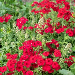 CHUXAY GARDEN Red Phlox Drummondii,Annual Phlox,Drummond's Phlox 800 Seeds Fragrant Flowering Plant Heat-Tolerant Grows in Garden and pots Low-Maintenance