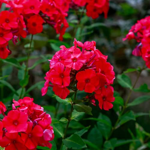 CHUXAY GARDEN Red Phlox Drummondii,Annual Phlox,Drummond's Phlox 800 Seeds Fragrant Flowering Plant Heat-Tolerant Grows in Garden and pots Low-Maintenance