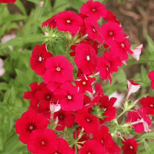 CHUXAY GARDEN Red Phlox Drummondii,Annual Phlox,Drummond's Phlox 800 Seeds Fragrant Flowering Plant Heat-Tolerant Grows in Garden and pots Low-Maintenance