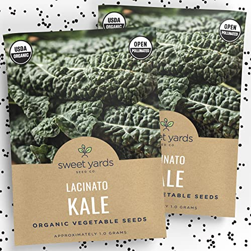 Organic Lacinato Kale Seeds - 2 Seed Packets! - Over 500 Open Pollinated Heirloom Non-GMO USDA Organic Seeds