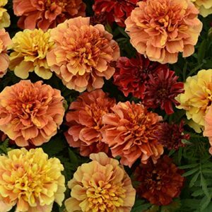 outsidepride tagetes patula french marigold strawberry blonde garden flowers for pots, containers, window boxes – 200 seeds