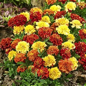 Outsidepride Tagetes Patula French Marigold Strawberry Blonde Garden Flowers for Pots, Containers, Window Boxes - 200 Seeds