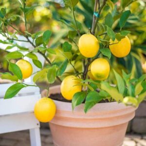 CHUXAY GARDEN 10 Seeds Citrus Limon 'Meyer',Dwarf Lemon,Valley Lemon,Meyers Lemon Hybridize Sweet Fruit Gardening Gifts Non-GMO Green Organic Low-Maintenance