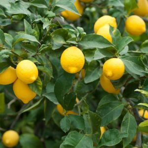 CHUXAY GARDEN 10 Seeds Citrus Limon 'Meyer',Dwarf Lemon,Valley Lemon,Meyers Lemon Hybridize Sweet Fruit Gardening Gifts Non-GMO Green Organic Low-Maintenance