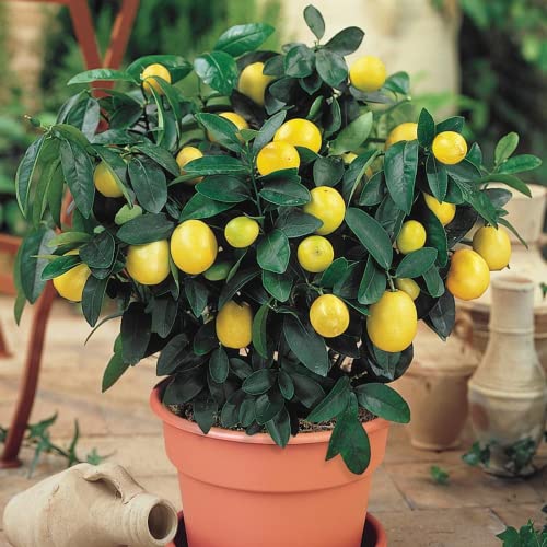 CHUXAY GARDEN 10 Seeds Citrus Limon 'Meyer',Dwarf Lemon,Valley Lemon,Meyers Lemon Hybridize Sweet Fruit Gardening Gifts Non-GMO Green Organic Low-Maintenance