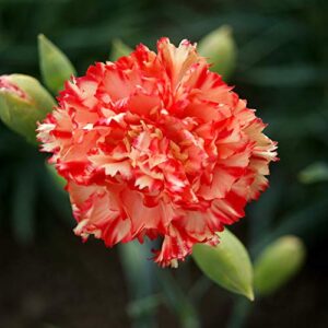 outsidepride dianthus carnation chabaud avranchin garden cut flower – 1000 seeds