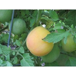 25 seeds garden peach tomato – juicy & tasty!!! great tomato..