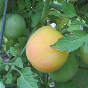 25 Seeds Garden Peach Tomato - Juicy & Tasty!!! Great Tomato..