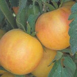 25 Seeds Garden Peach Tomato - Juicy & Tasty!!! Great Tomato..