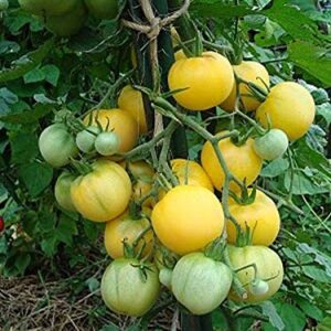 25 Seeds Garden Peach Tomato - Juicy & Tasty!!! Great Tomato..