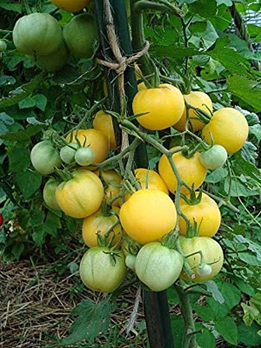 25 Seeds Garden Peach Tomato - Juicy & Tasty!!! Great Tomato..