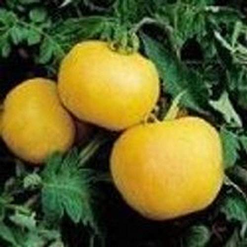 25 Seeds Garden Peach Tomato - Juicy & Tasty!!! Great Tomato..