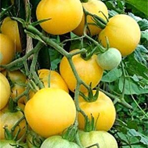 25 Seeds Garden Peach Tomato - Juicy & Tasty!!! Great Tomato..