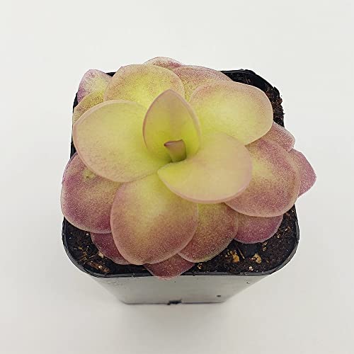 QAUZUY GARDEN 25 Rare Butterwort Plant Seeds Pings Pinguicula, Mexican Butterwort Carnivorous Plant Seeds - Exotic Succulent Plant for Patios Counters Succulent Baskets