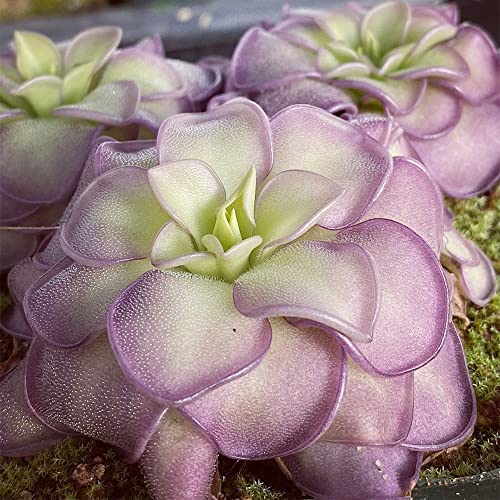 QAUZUY GARDEN 25 Rare Butterwort Plant Seeds Pings Pinguicula, Mexican Butterwort Carnivorous Plant Seeds - Exotic Succulent Plant for Patios Counters Succulent Baskets