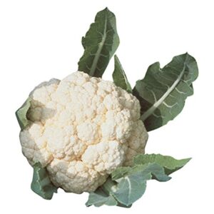 Burpee Snowball Self-Blanching Cauliflower Seeds 100 seeds