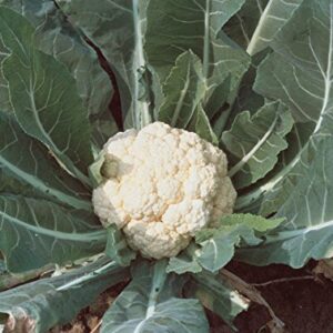 Burpee Snowball Self-Blanching Cauliflower Seeds 100 seeds