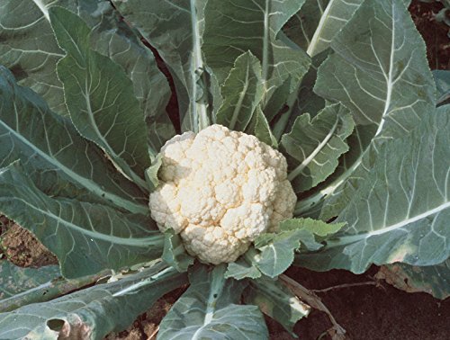 Burpee Snowball Self-Blanching Cauliflower Seeds 100 seeds