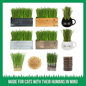 The Cat Ladies Cat Grass Growing Kit -Organic Seed, Soil and BPA Free containers (Non GMO).Locally sourced Seeds! (3 Pack)