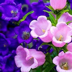 Canterbury Bells Campanula Medium Bluebells Flower Garden About 100 Seeds for Planting