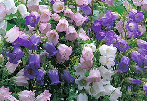 Canterbury Bells Campanula Medium Bluebells Flower Garden About 100 Seeds for Planting