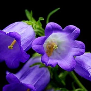 Canterbury Bells Campanula Medium Bluebells Flower Garden About 100 Seeds for Planting