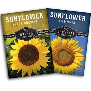 survival garden seeds edible sunflower seed vault – gigantic flowers with delicious seeds – mammoth sunflower and oil-rich black russian sunflower – non-gmo heirloom seeds for planting & growing