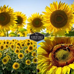 Survival Garden Seeds Edible Sunflower Seed Vault - Gigantic Flowers with Delicious Seeds - Mammoth Sunflower and Oil-Rich Black Russian Sunflower - Non-GMO Heirloom Seeds for Planting & Growing