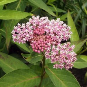 chuxay garden 20 seeds asclepias incarnata ‘cinderella’ seed,swamp milkweed,pink milkweed perennial flowering plant attract butterflies and bees great for dried flower arrangements