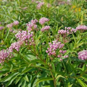 CHUXAY GARDEN 20 Seeds Asclepias Incarnata 'Cinderella' Seed,Swamp Milkweed,Pink Milkweed Perennial Flowering Plant Attract Butterflies and Bees Great for Dried Flower Arrangements