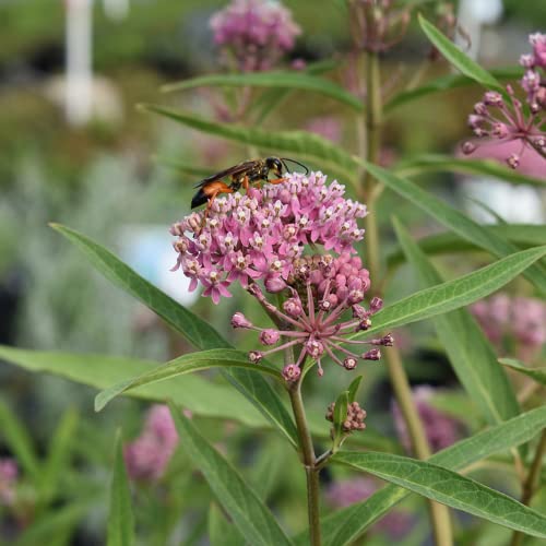 CHUXAY GARDEN 20 Seeds Asclepias Incarnata 'Cinderella' Seed,Swamp Milkweed,Pink Milkweed Perennial Flowering Plant Attract Butterflies and Bees Great for Dried Flower Arrangements