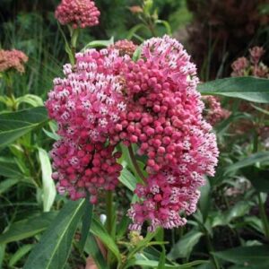 CHUXAY GARDEN 20 Seeds Asclepias Incarnata 'Cinderella' Seed,Swamp Milkweed,Pink Milkweed Perennial Flowering Plant Attract Butterflies and Bees Great for Dried Flower Arrangements