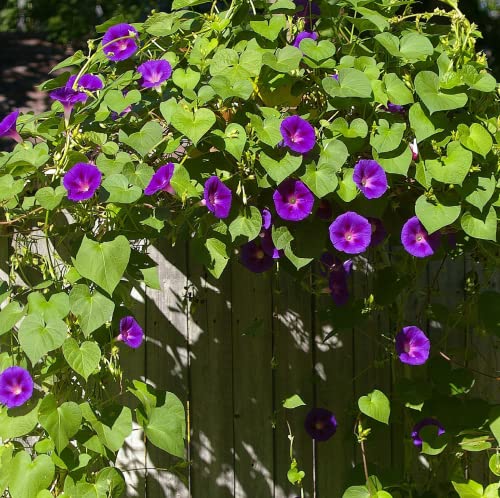 CHUXAY GARDEN 30 Seeds Dark Purple Morning Glory Seed,Ipomoea Purpurea Showy Accent Plant Native Wildflower