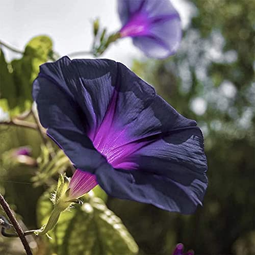 CHUXAY GARDEN 30 Seeds Dark Purple Morning Glory Seed,Ipomoea Purpurea Showy Accent Plant Native Wildflower