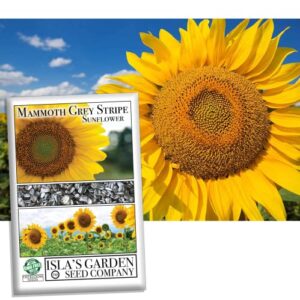mammoth grey stripe sunflower flower seeds, 50+ heirloom seeds per packet, (isla’s garden seeds), non gmo seeds, botanical name: helianthus annuus