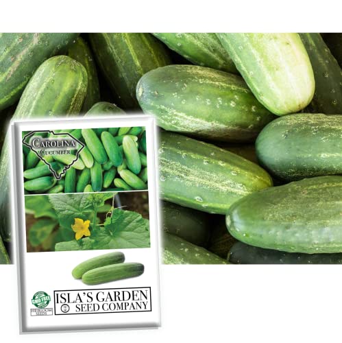 Carolina Cucumber Seeds for Planting, 100+ Heirloom Seeds Per Packet, (Isla's Garden Seeds), Non GMO Seeds, Botanical Name: Cucumis sativus, Great Home Garden Gift