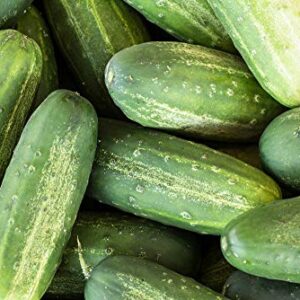 Carolina Cucumber Seeds for Planting, 100+ Heirloom Seeds Per Packet, (Isla's Garden Seeds), Non GMO Seeds, Botanical Name: Cucumis sativus, Great Home Garden Gift