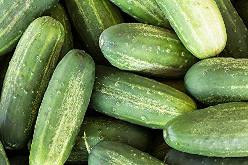 Carolina Cucumber Seeds for Planting, 100+ Heirloom Seeds Per Packet, (Isla's Garden Seeds), Non GMO Seeds, Botanical Name: Cucumis sativus, Great Home Garden Gift