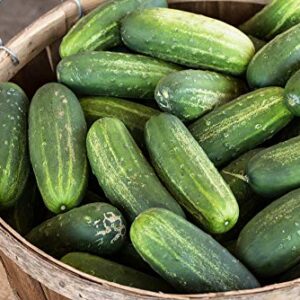 Carolina Cucumber Seeds for Planting, 100+ Heirloom Seeds Per Packet, (Isla's Garden Seeds), Non GMO Seeds, Botanical Name: Cucumis sativus, Great Home Garden Gift