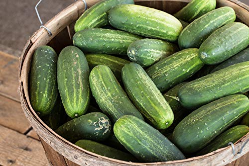 Carolina Cucumber Seeds for Planting, 100+ Heirloom Seeds Per Packet, (Isla's Garden Seeds), Non GMO Seeds, Botanical Name: Cucumis sativus, Great Home Garden Gift