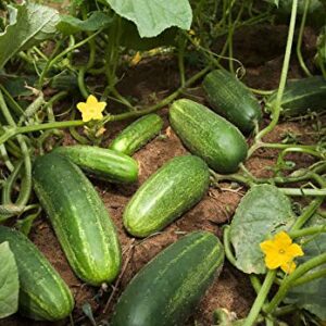 Carolina Cucumber Seeds for Planting, 100+ Heirloom Seeds Per Packet, (Isla's Garden Seeds), Non GMO Seeds, Botanical Name: Cucumis sativus, Great Home Garden Gift