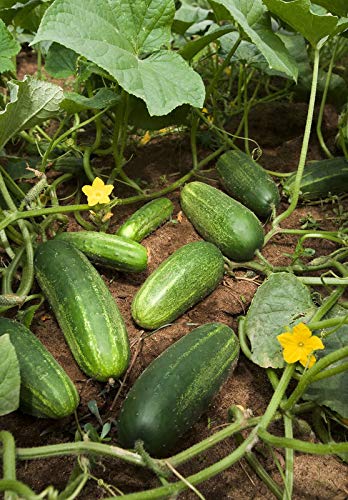 Carolina Cucumber Seeds for Planting, 100+ Heirloom Seeds Per Packet, (Isla's Garden Seeds), Non GMO Seeds, Botanical Name: Cucumis sativus, Great Home Garden Gift