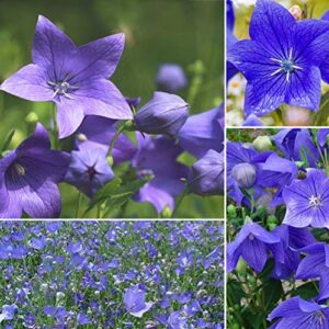 100+ peachleafed bellflower campanula flower seeds purple blue perennial garden beauty