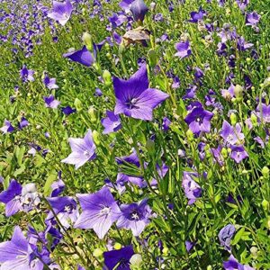 100+ Peachleafed Bellflower Campanula Flower Seeds Purple Blue Perennial Garden Beauty