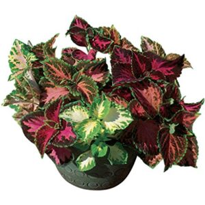 Burpee Rainbow Mixed Colors Coleus Seeds 550 seeds