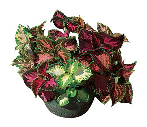 Burpee Rainbow Mixed Colors Coleus Seeds 550 seeds