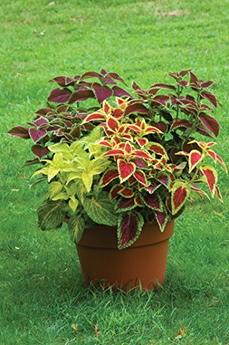 Burpee Rainbow Mixed Colors Coleus Seeds 550 seeds