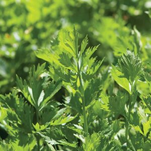 david’s garden seeds herb celery cutting 9225 (green) 200 non-gmo, heirloom seeds